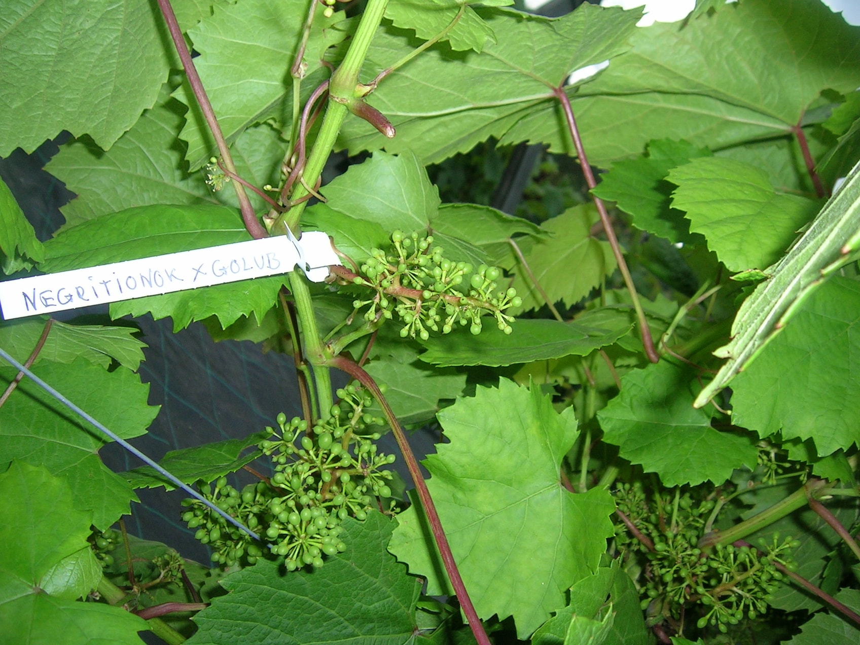 Krysningsarbeid.
