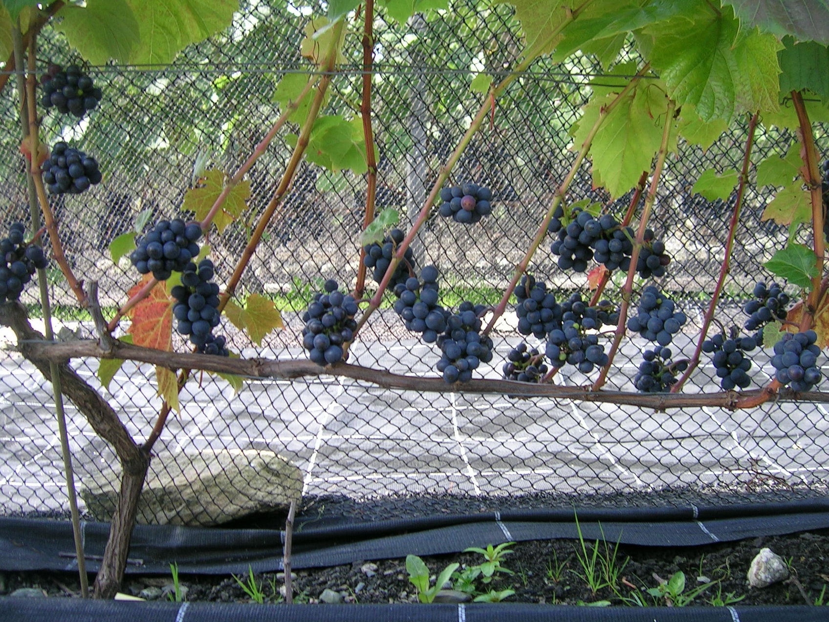 Mavo 01 2001