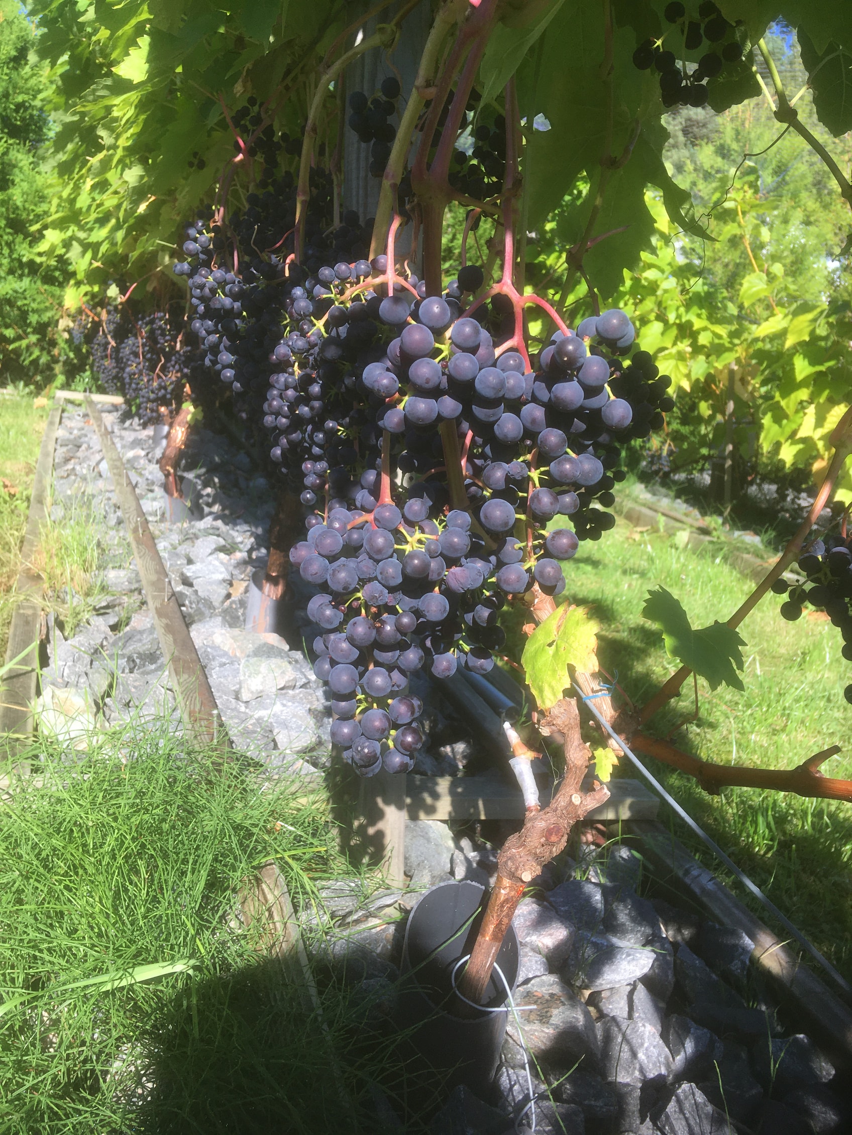 1-10-1 Mor av Tempranillo (egen krysning)
