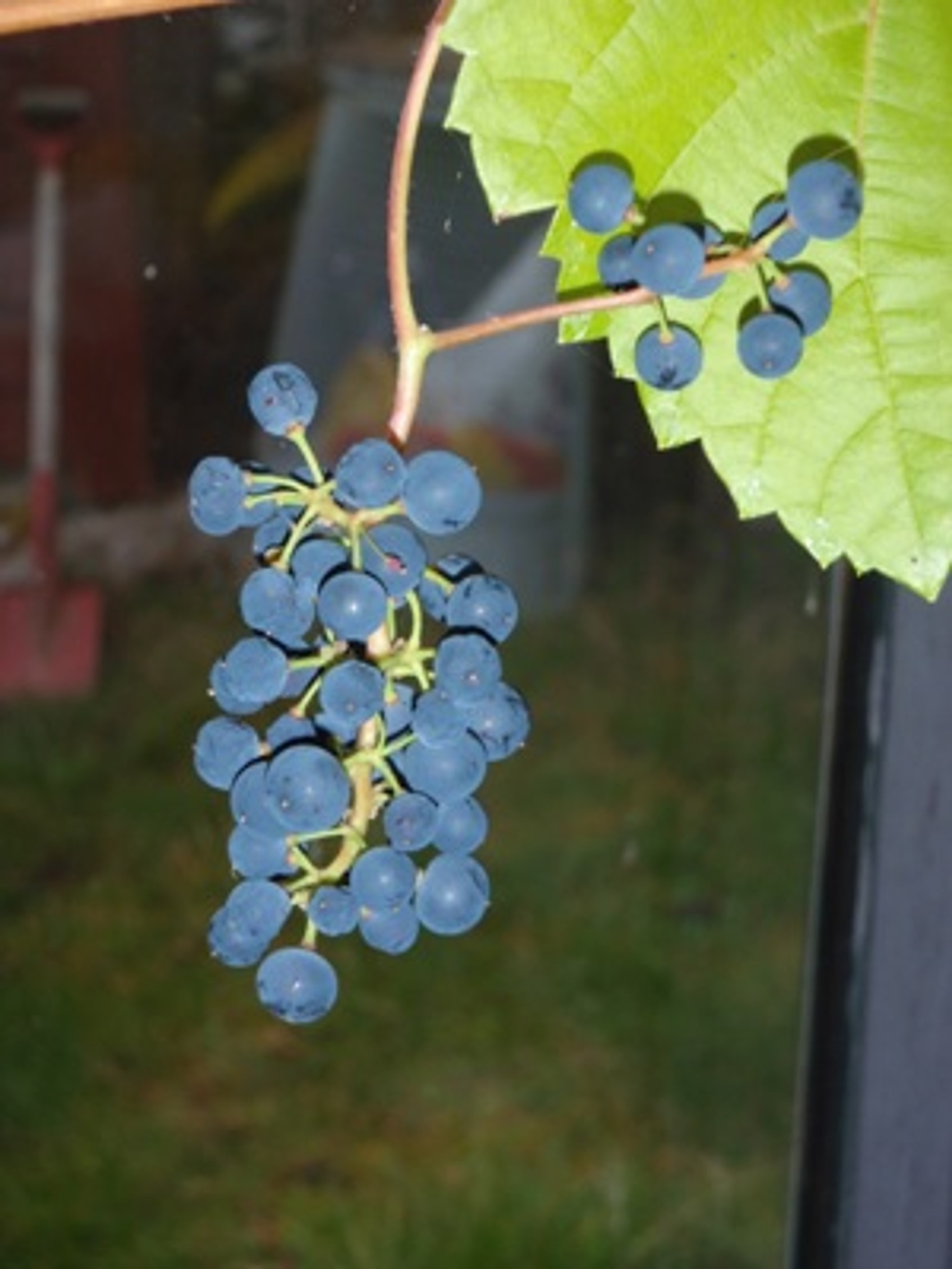 Marechal Joffre X Riparia Gr. stamme