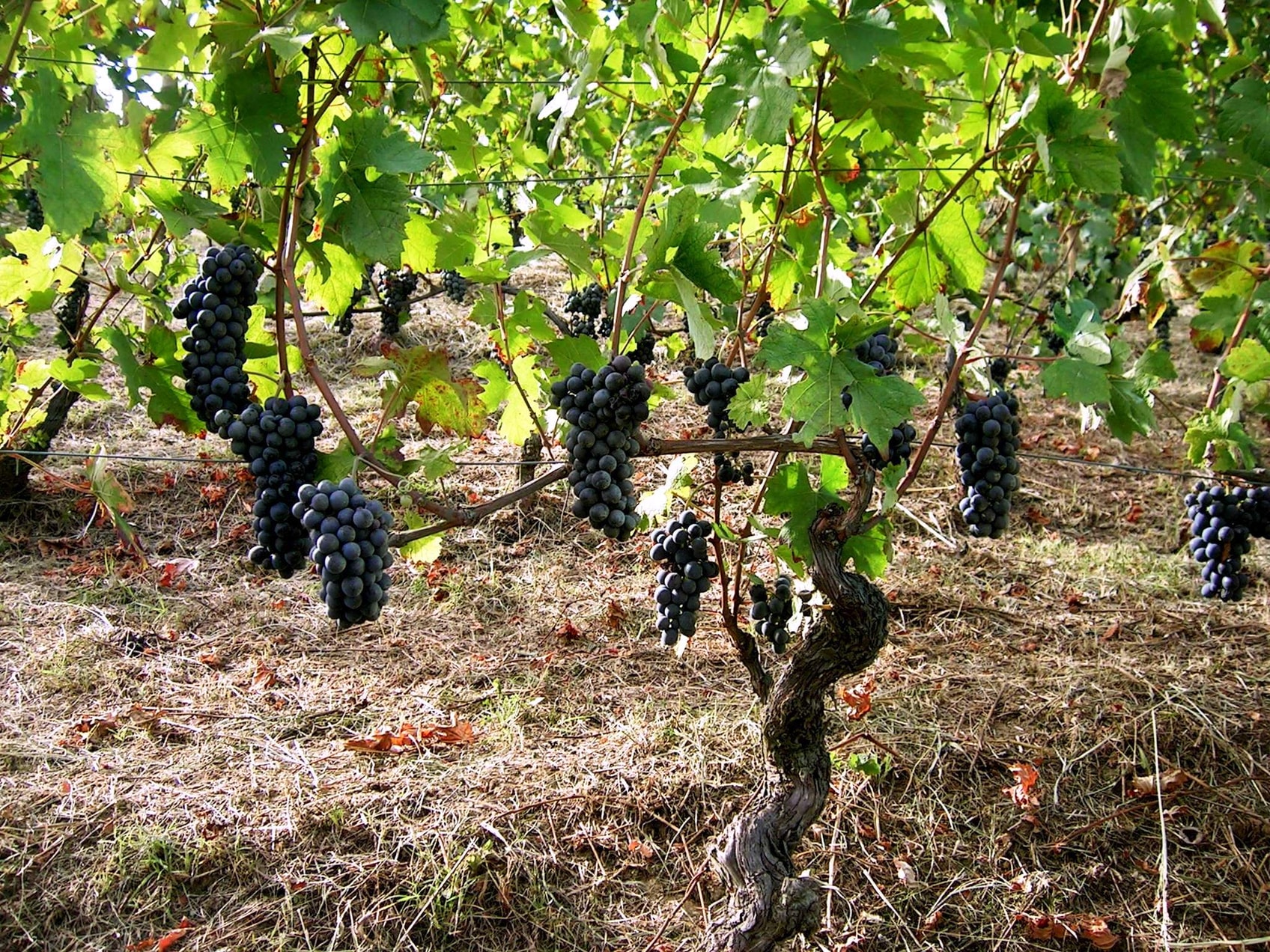 Barbera, den mest plantede sorten her