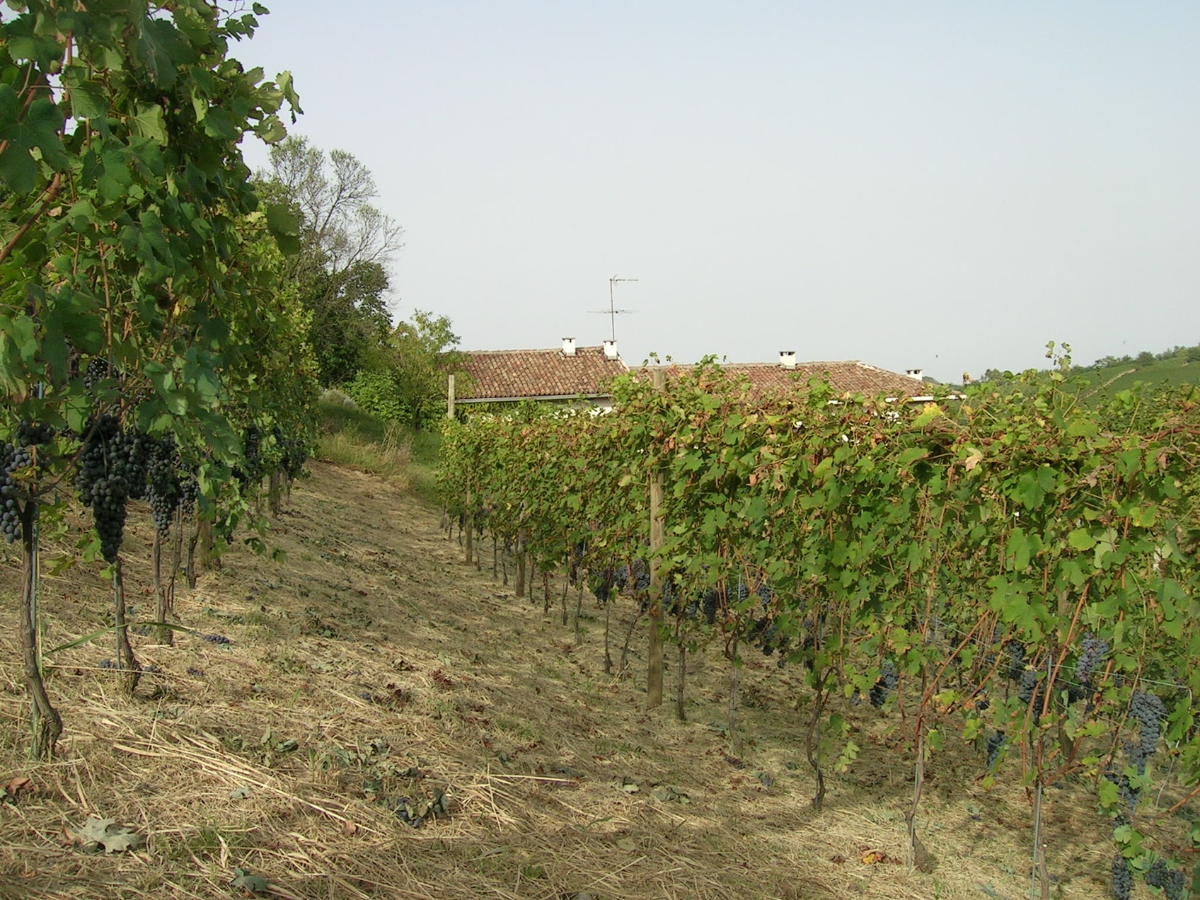Unge Nebbiolo stokker