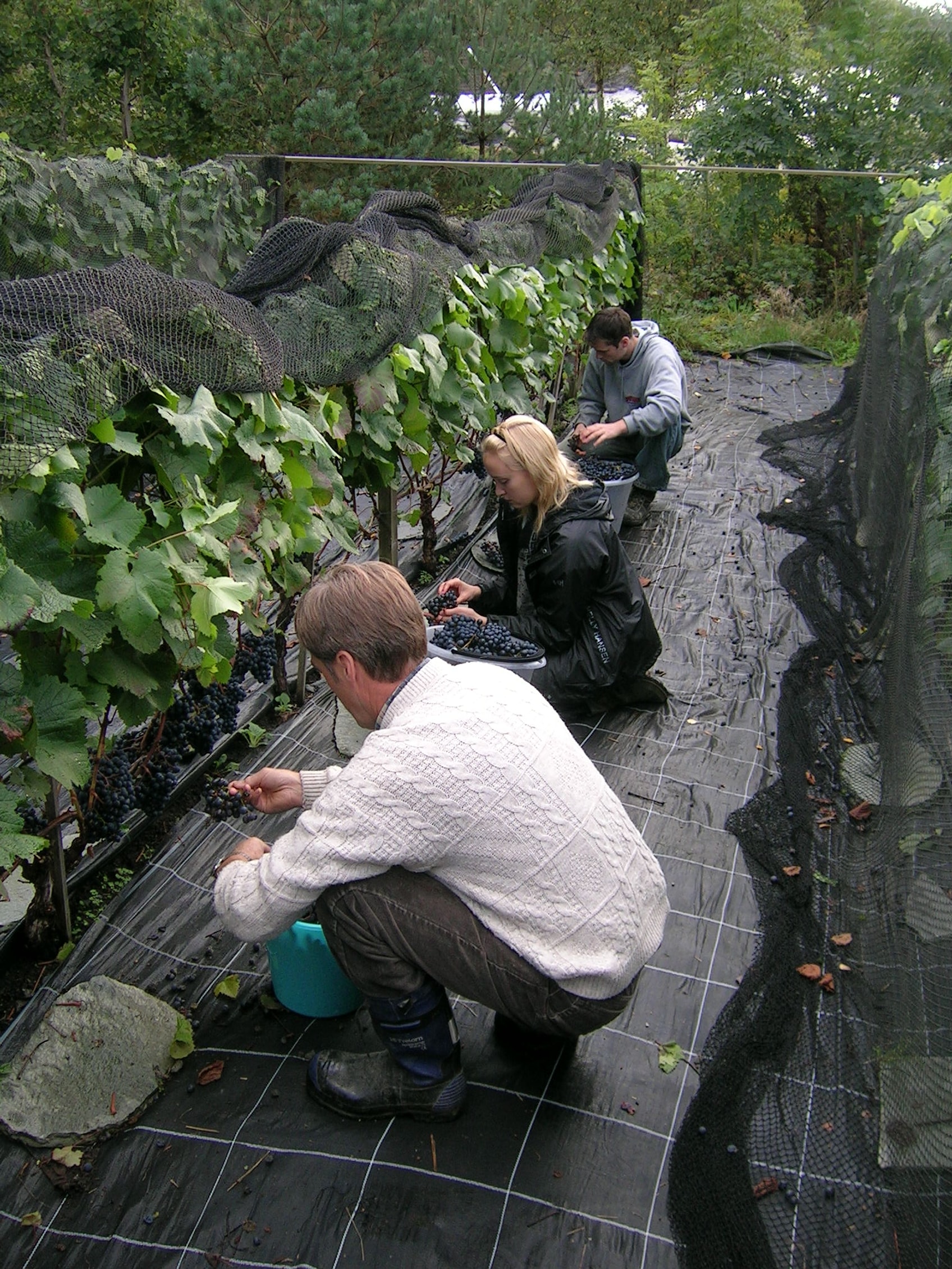 Høsting på friland