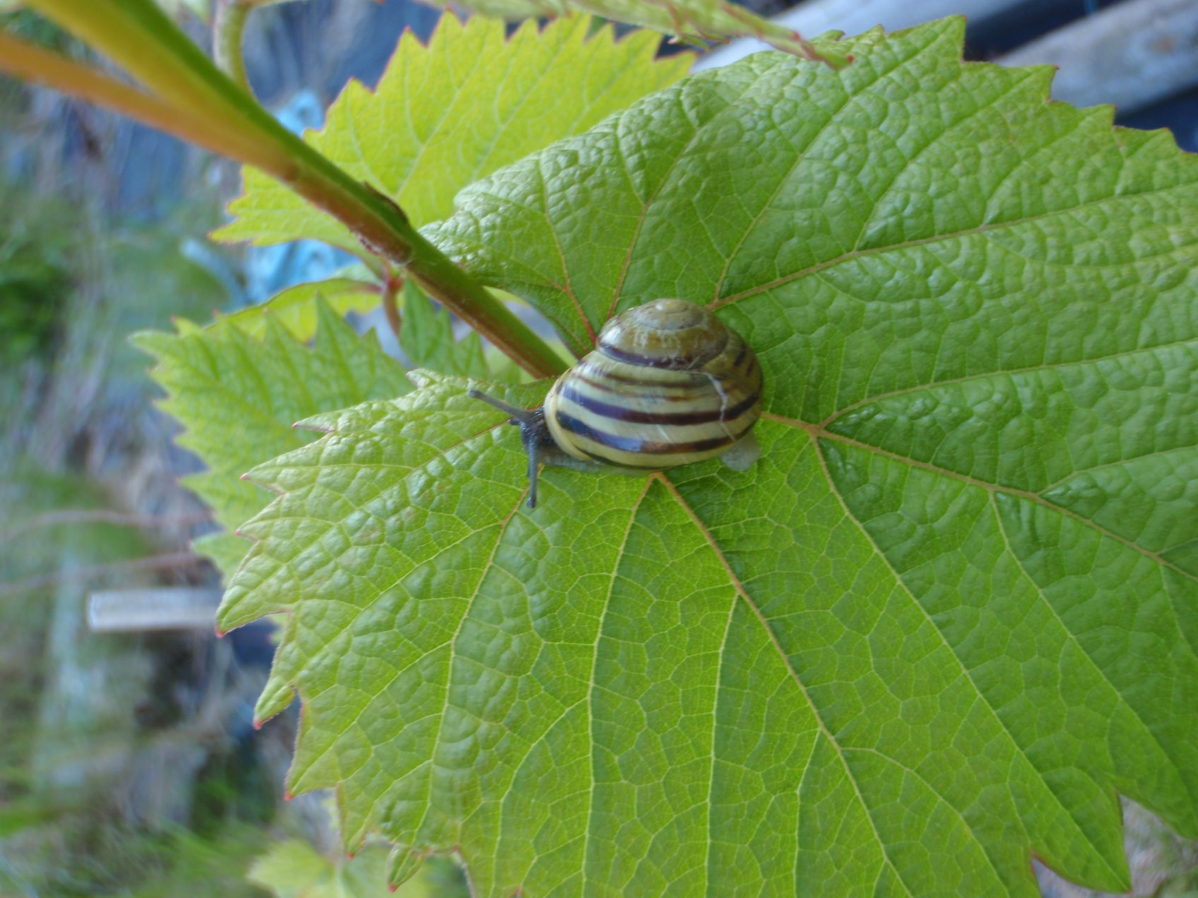 Stripet sneglehus