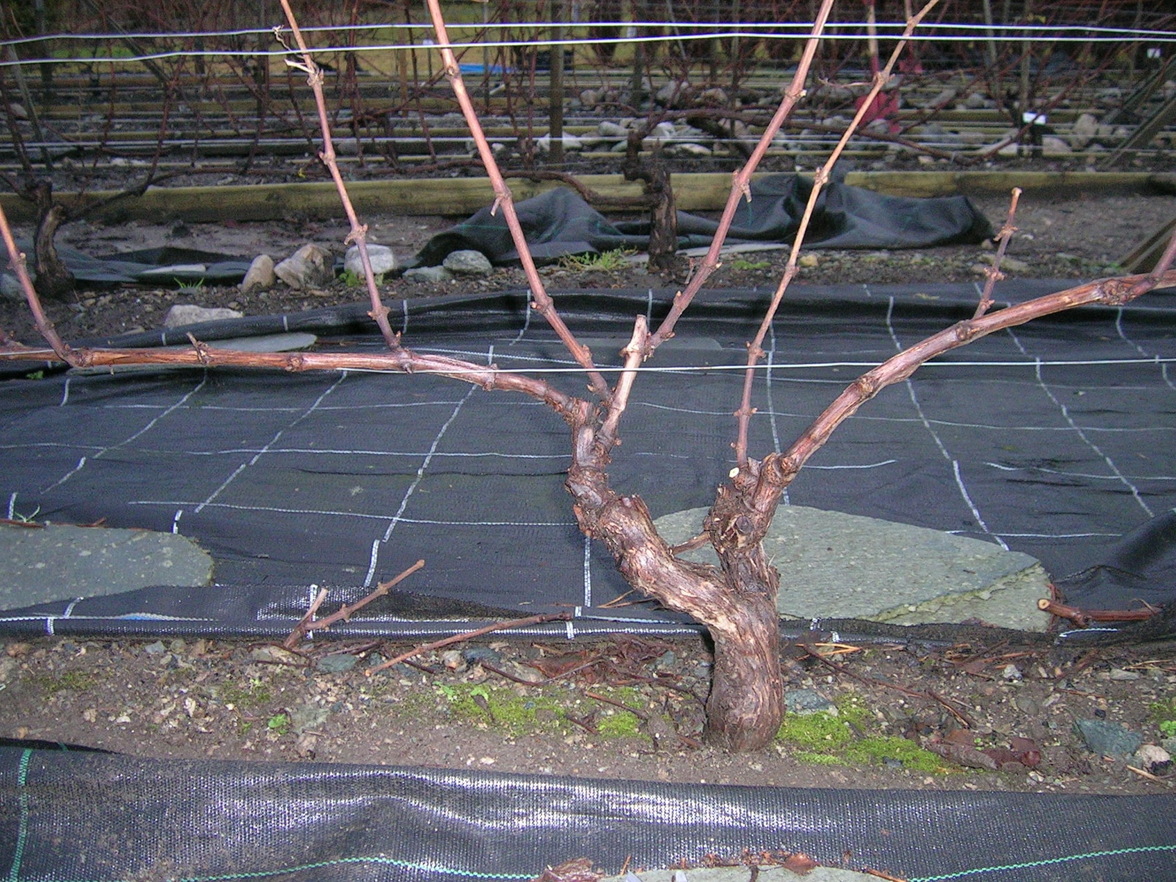 Planten som skal klippes – detalj