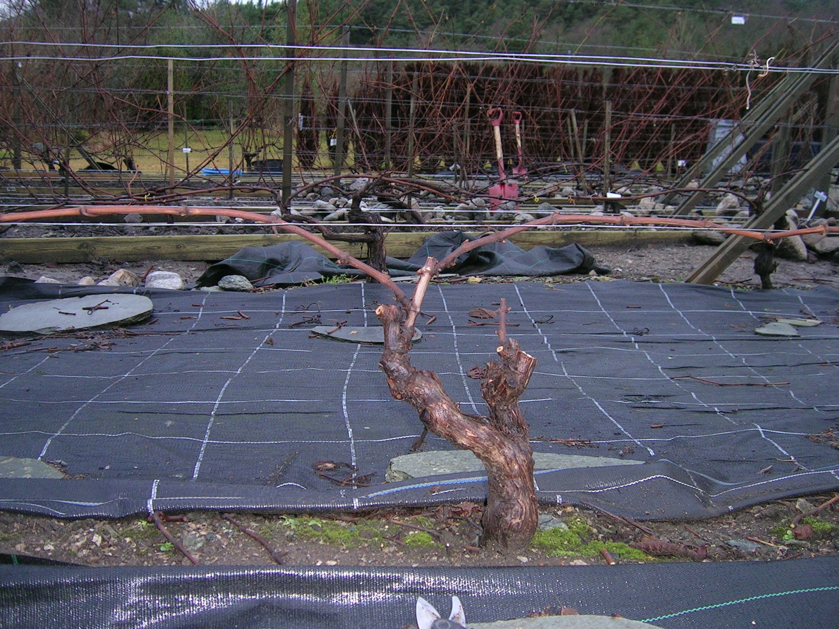 Planten er ferdig klippet