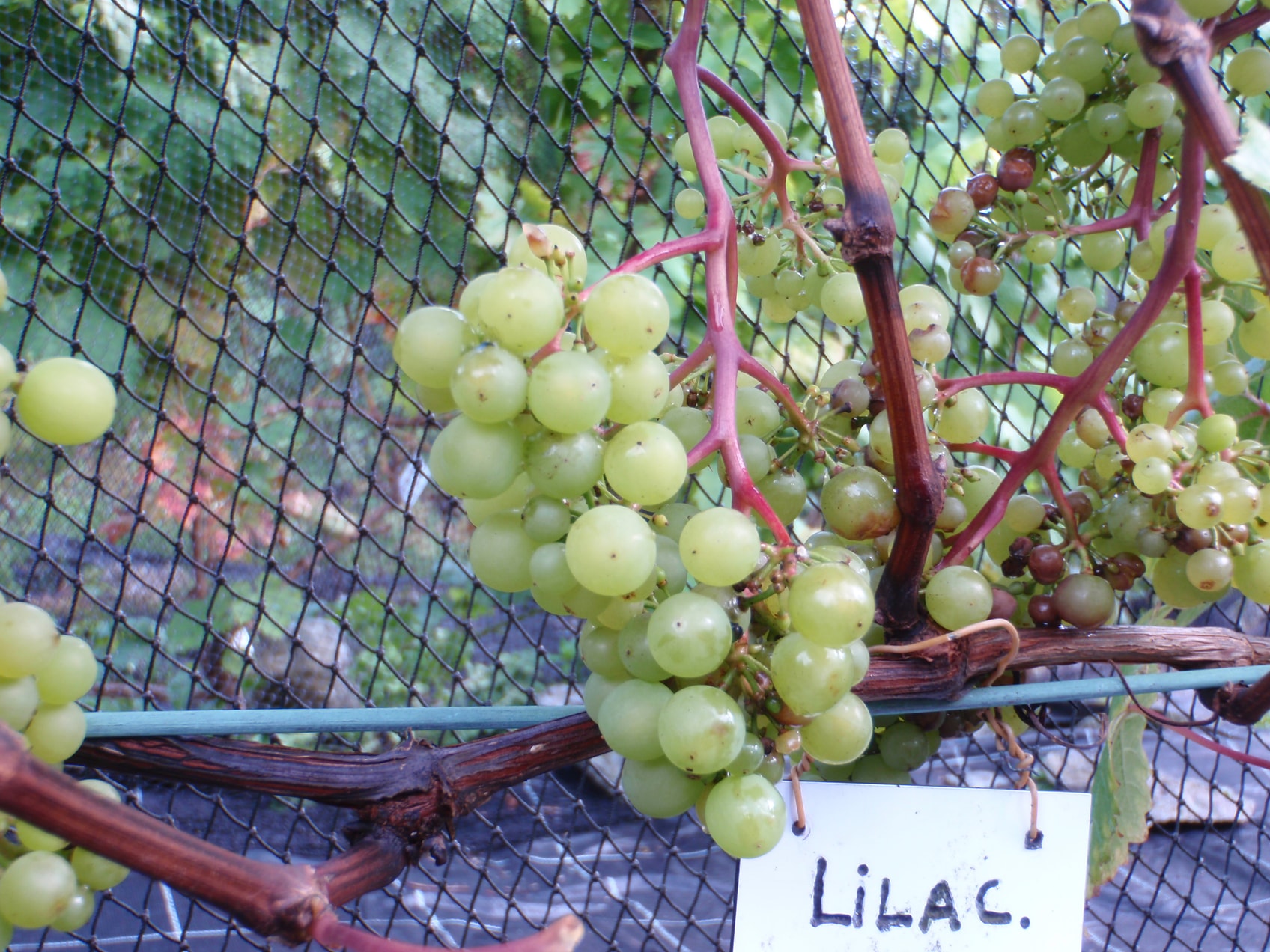Lilac (RF Sharova) kom best ut, den fikk litt frukt.