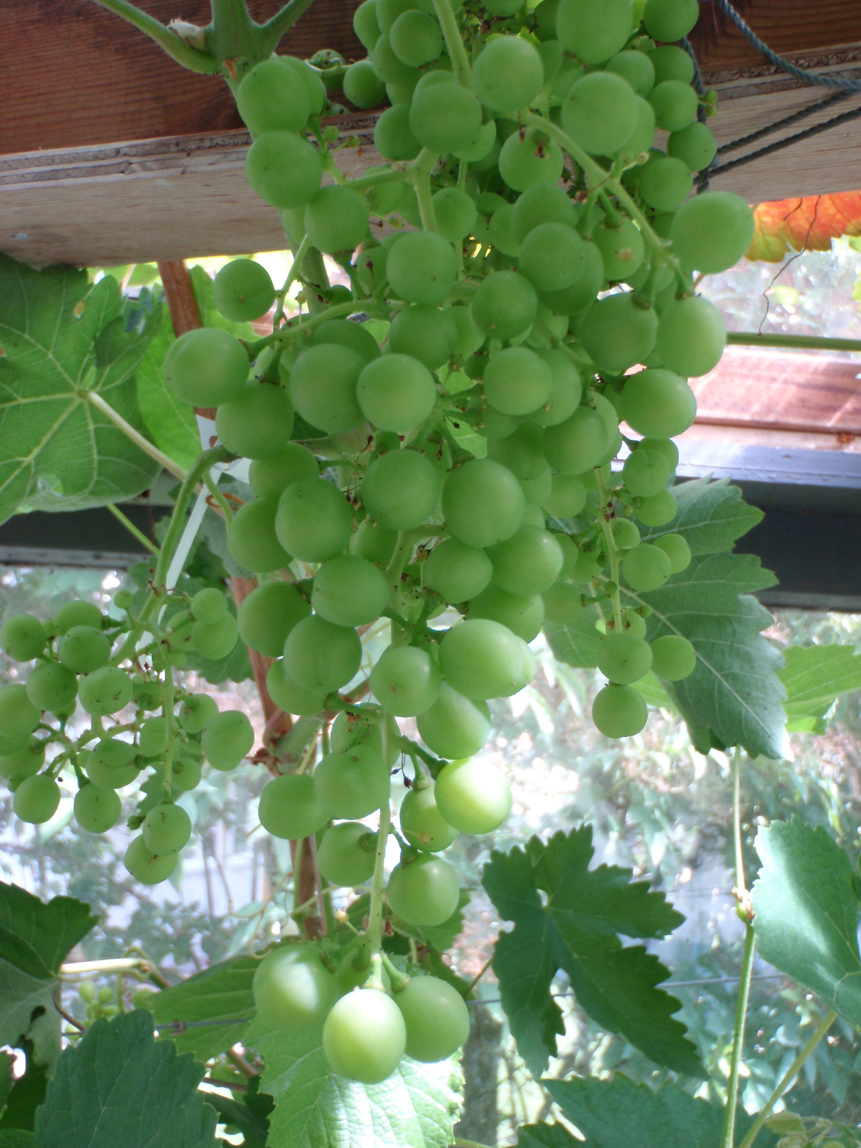 Tempranillo er fortsatt grønn i drivhus.