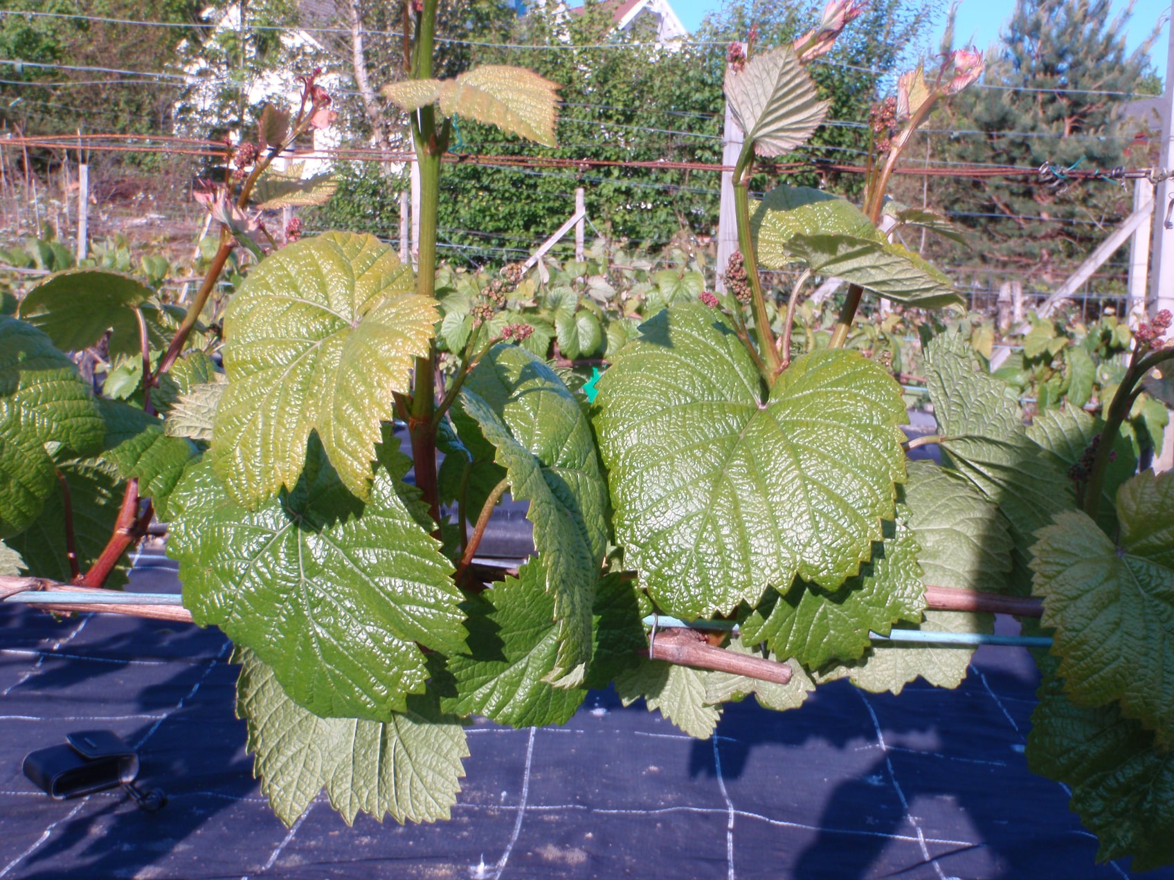 Blomsterknoppene står her samlet.