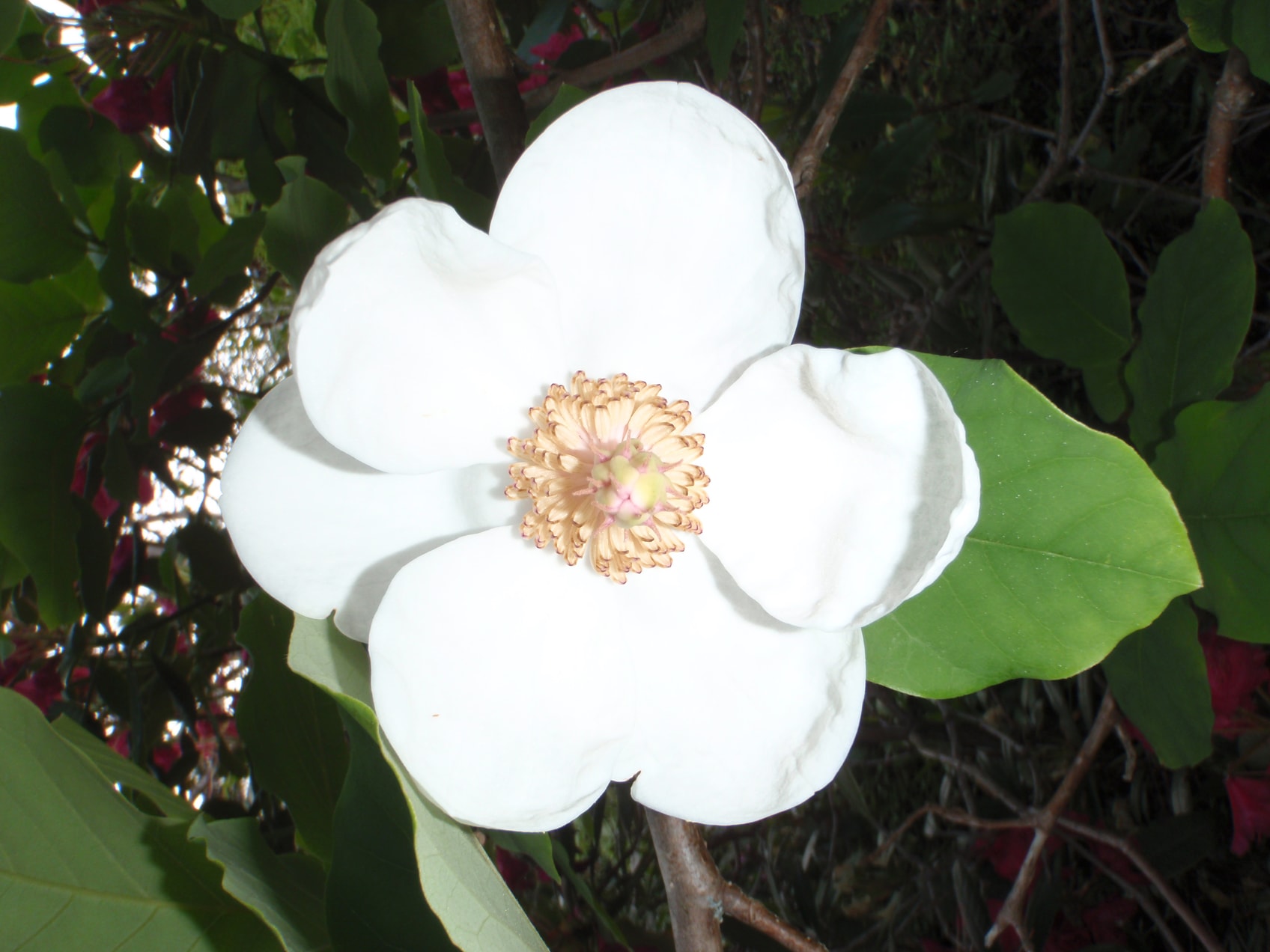 Det vil blomstre i flere uker fremover.