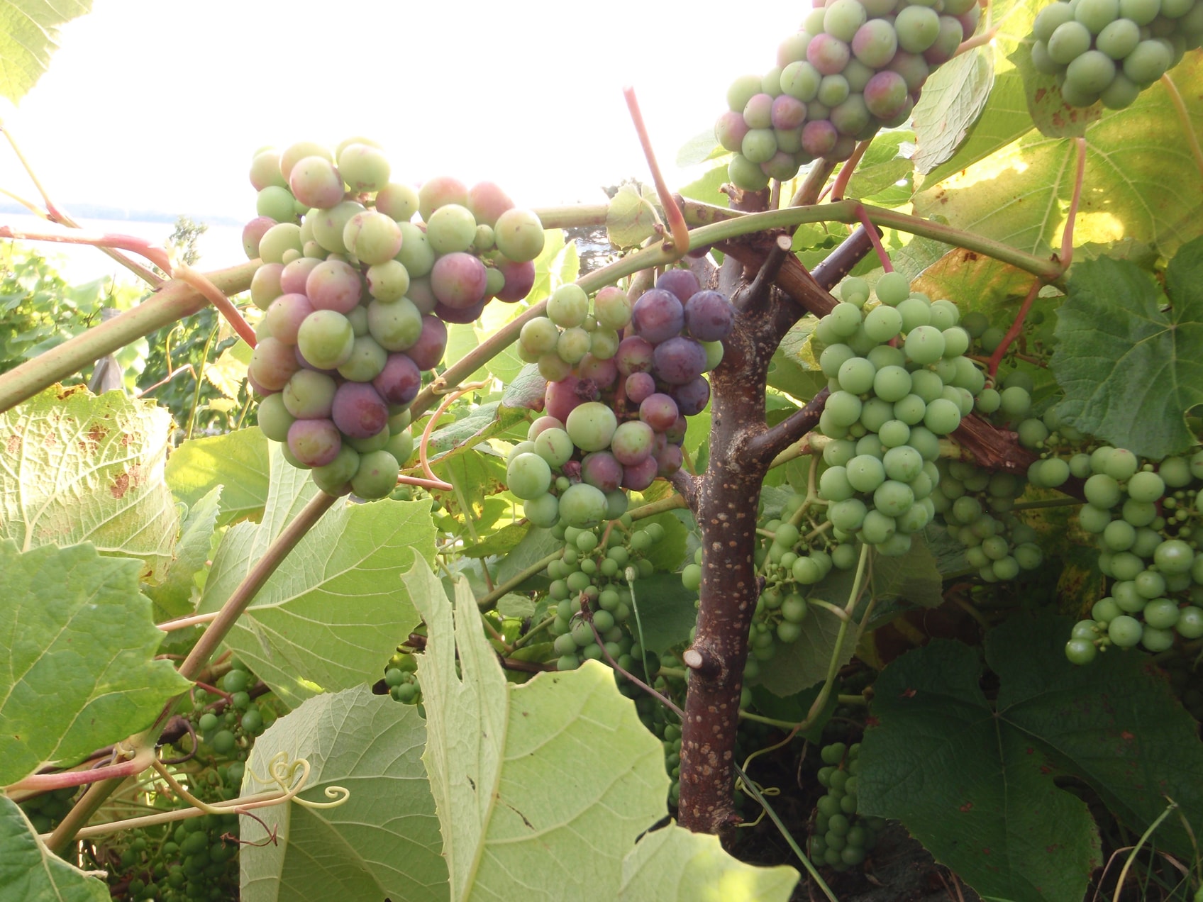 21 Juli er Zilga mot berg i ”veraison” ( fargeskifte)