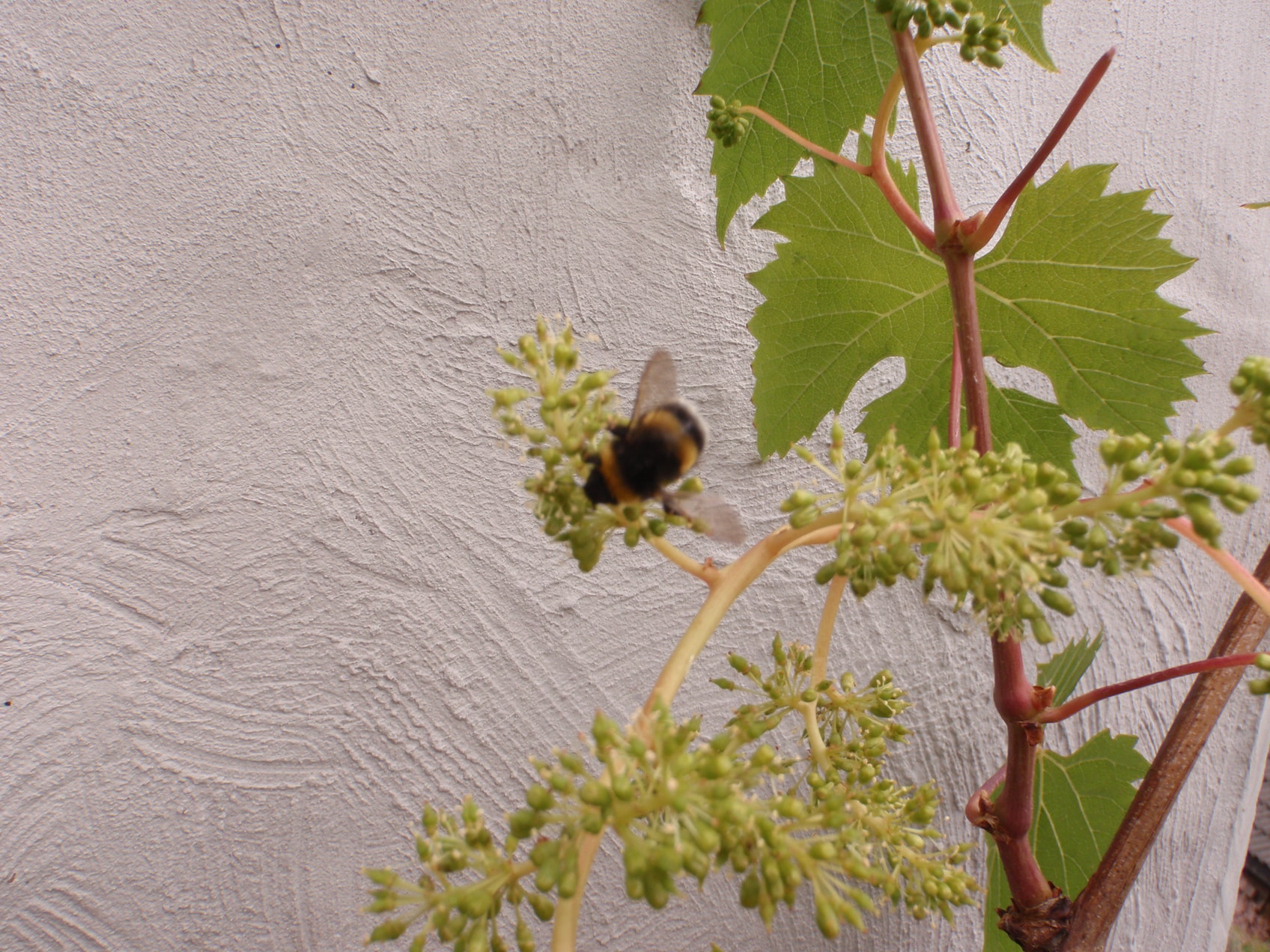 Vinden gir den beste pollineringen for vindruer, uten tvil.