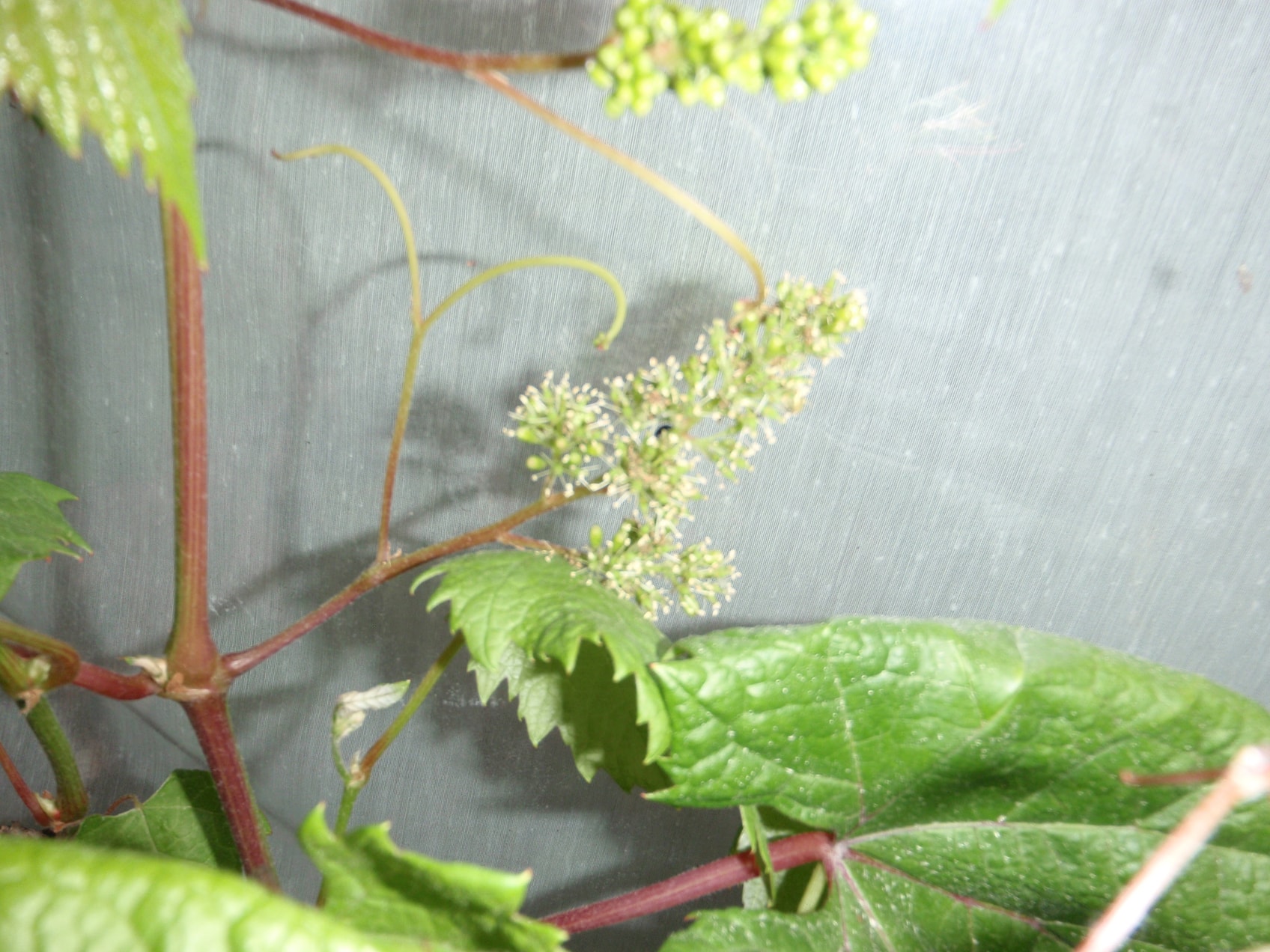 På utsiden av drivhusveggen er en klase av Negro i blomst 4 juni.