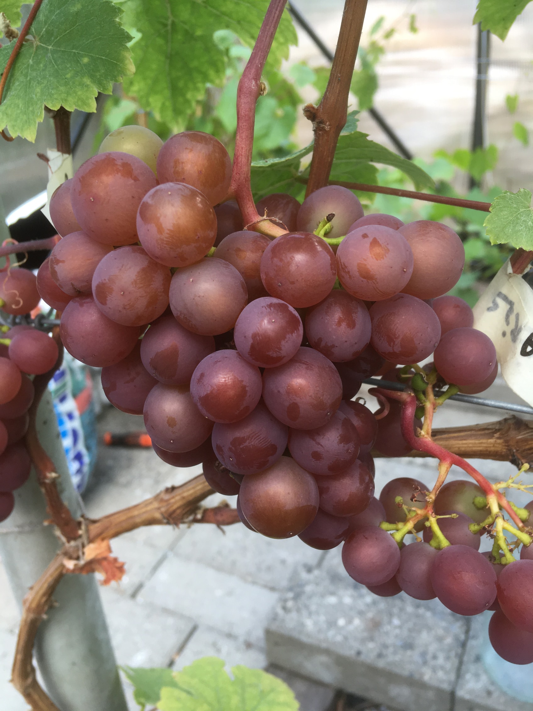 Dette er ren Vitis Vinifera.