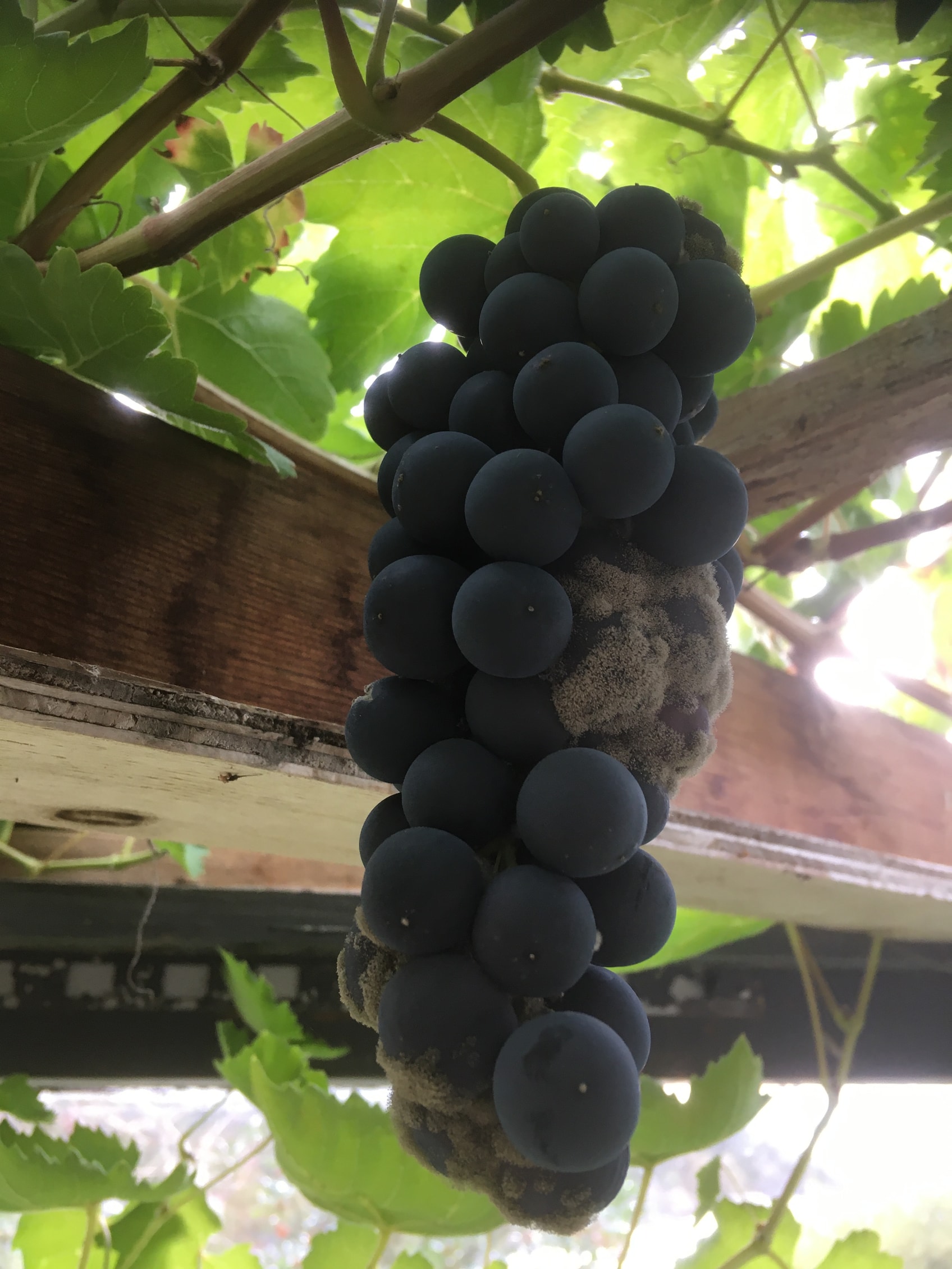 Dersom det er tette klaser, som denne Tempranillo klasen.
