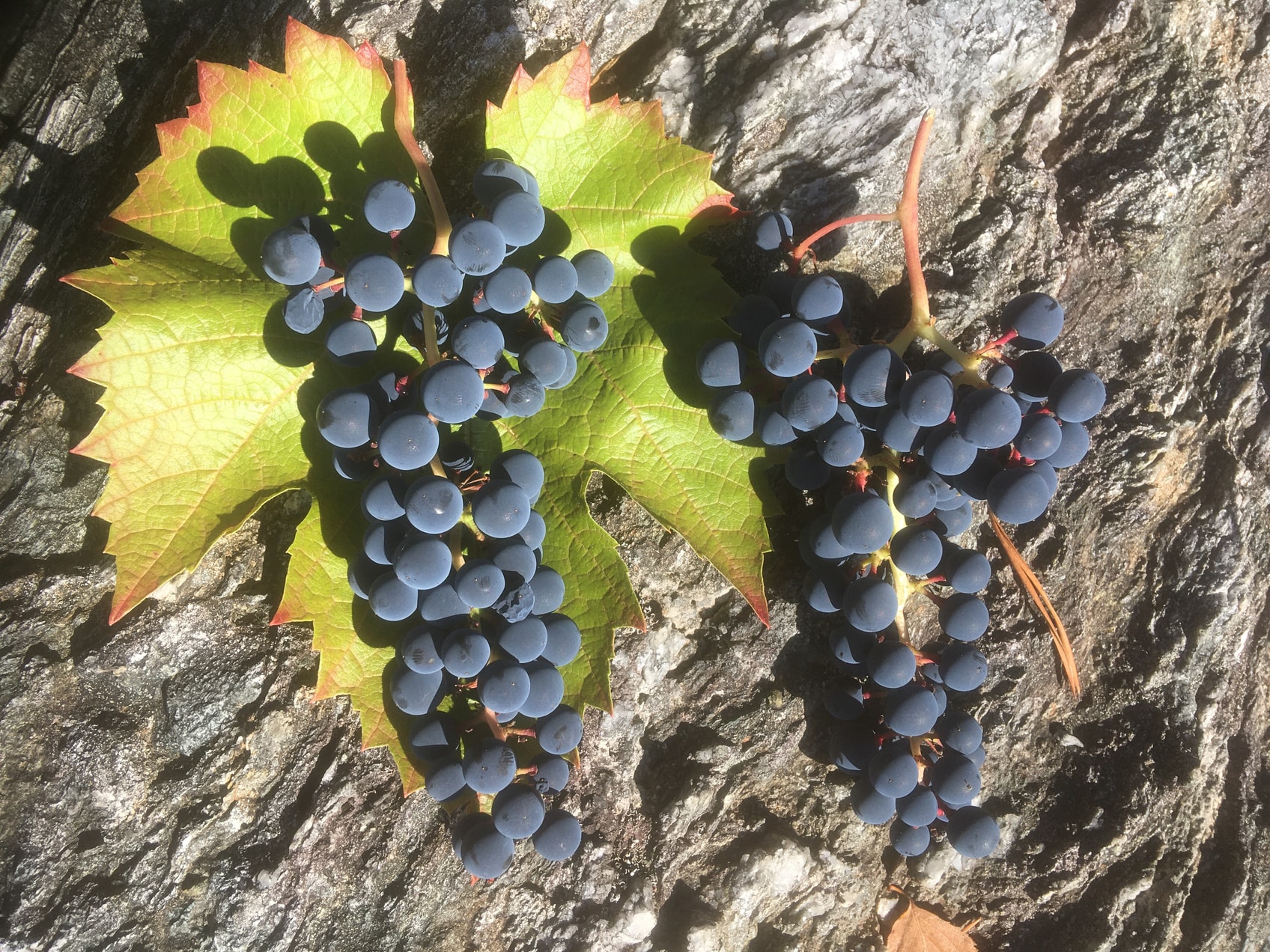 Modnet før Teremok på pergola.