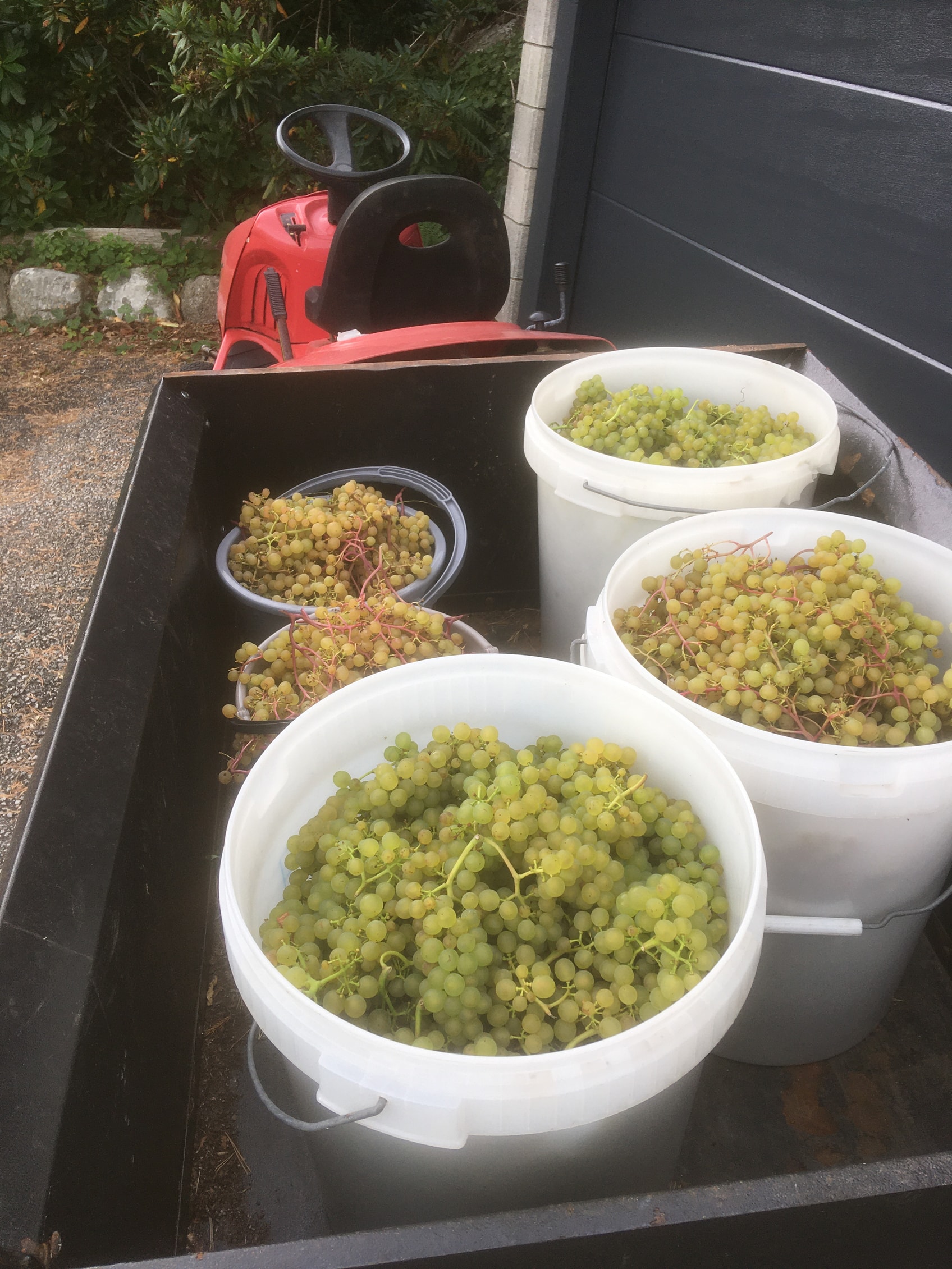 Fint med liten traktor under høsting av Solaris 27 september.