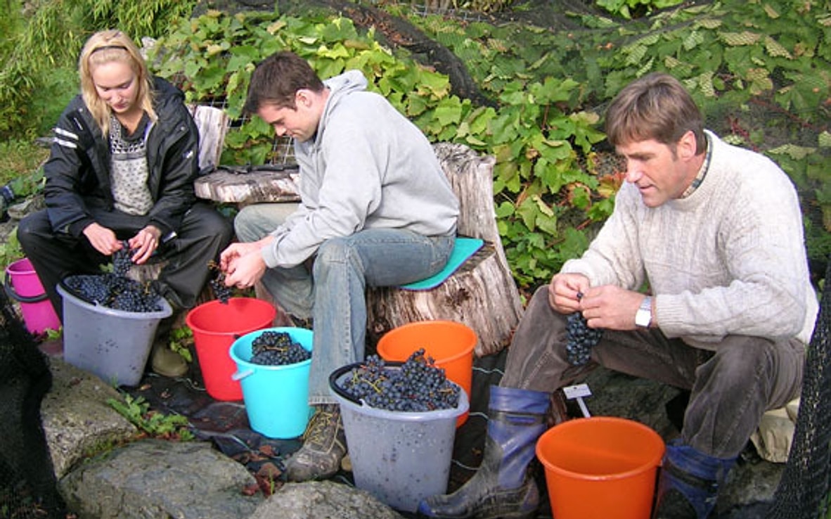 Sortering av druene – gruppearbeid 2006
