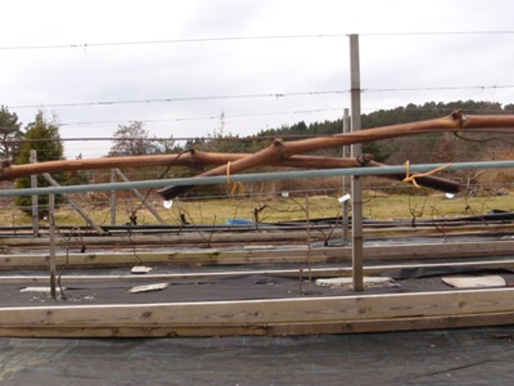 Vinens tåre