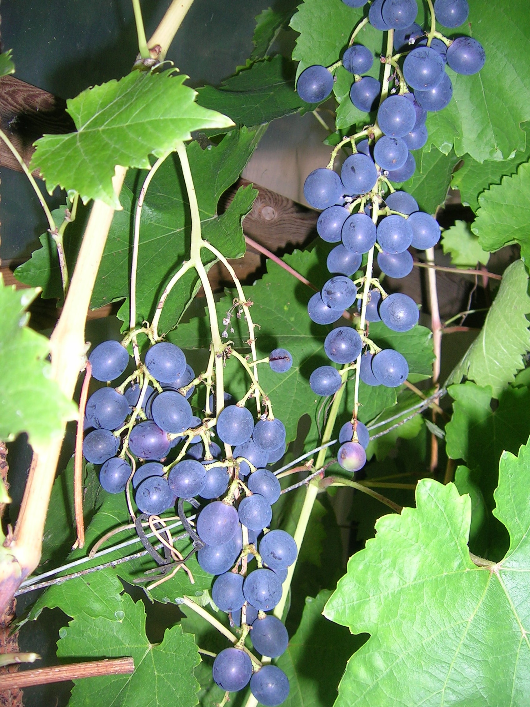 Muskat Bleu