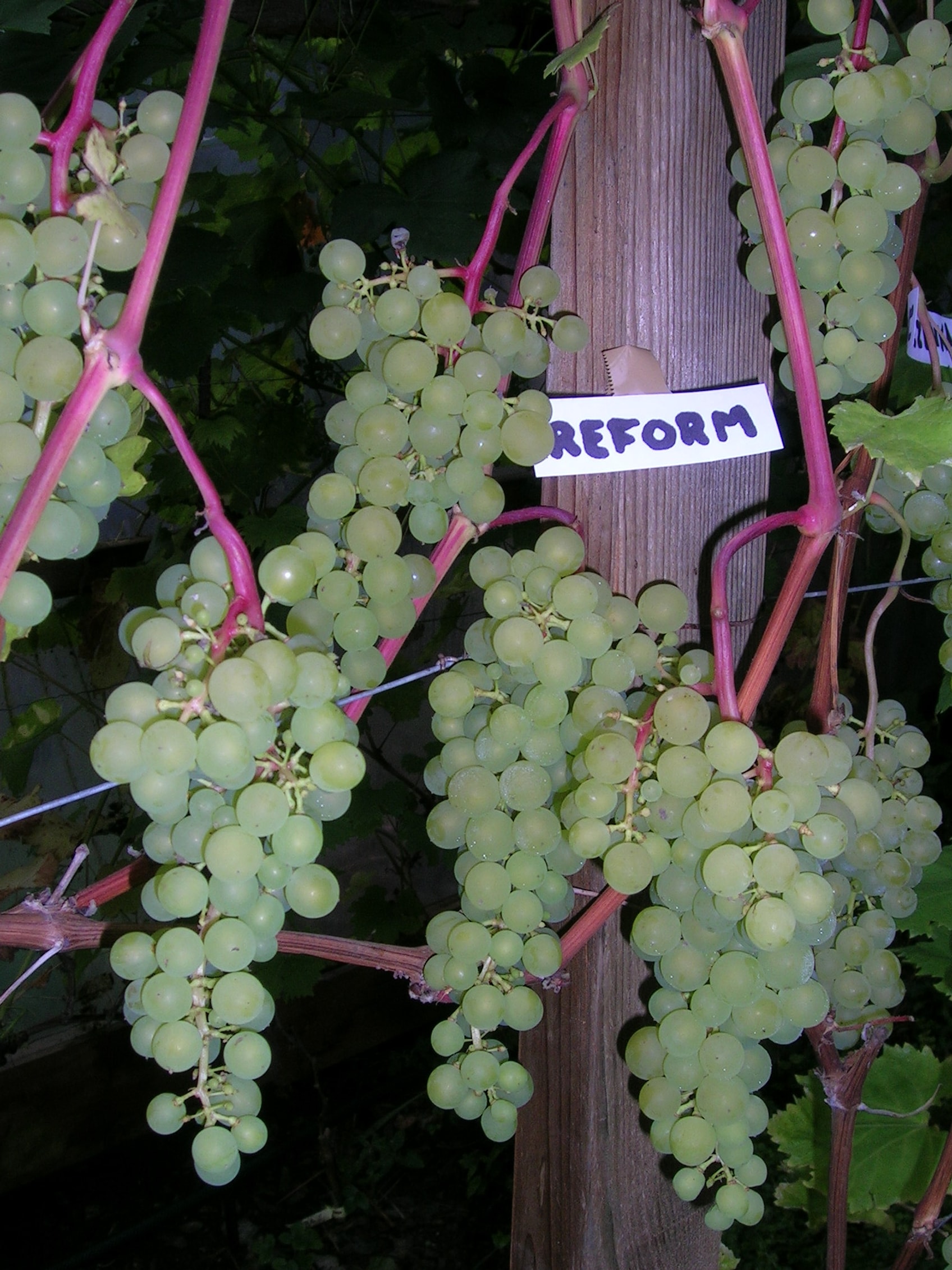 Reform – klaser på røde stilker med "REFORM"-etikett mot stolpe (2008)