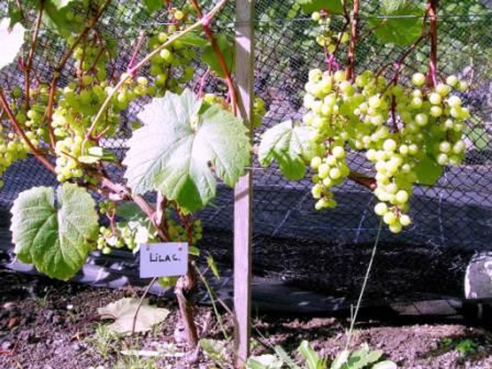 Lilac – løse klaser med grønne druer på røde stilker, etikett synlig (2008)