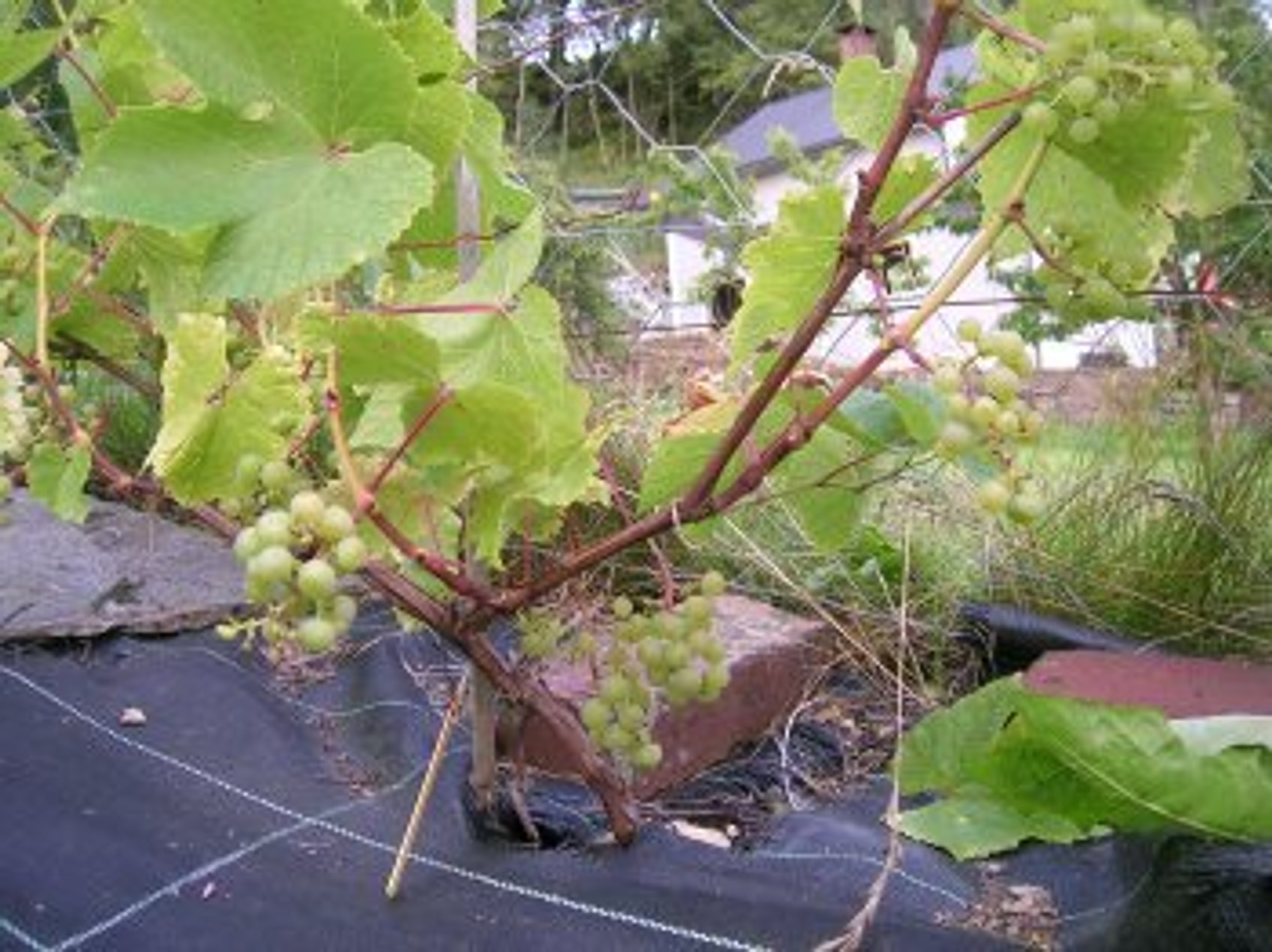 Skujin 675 – små til middels klaser på ung ranke med rødlige skudd (2008)