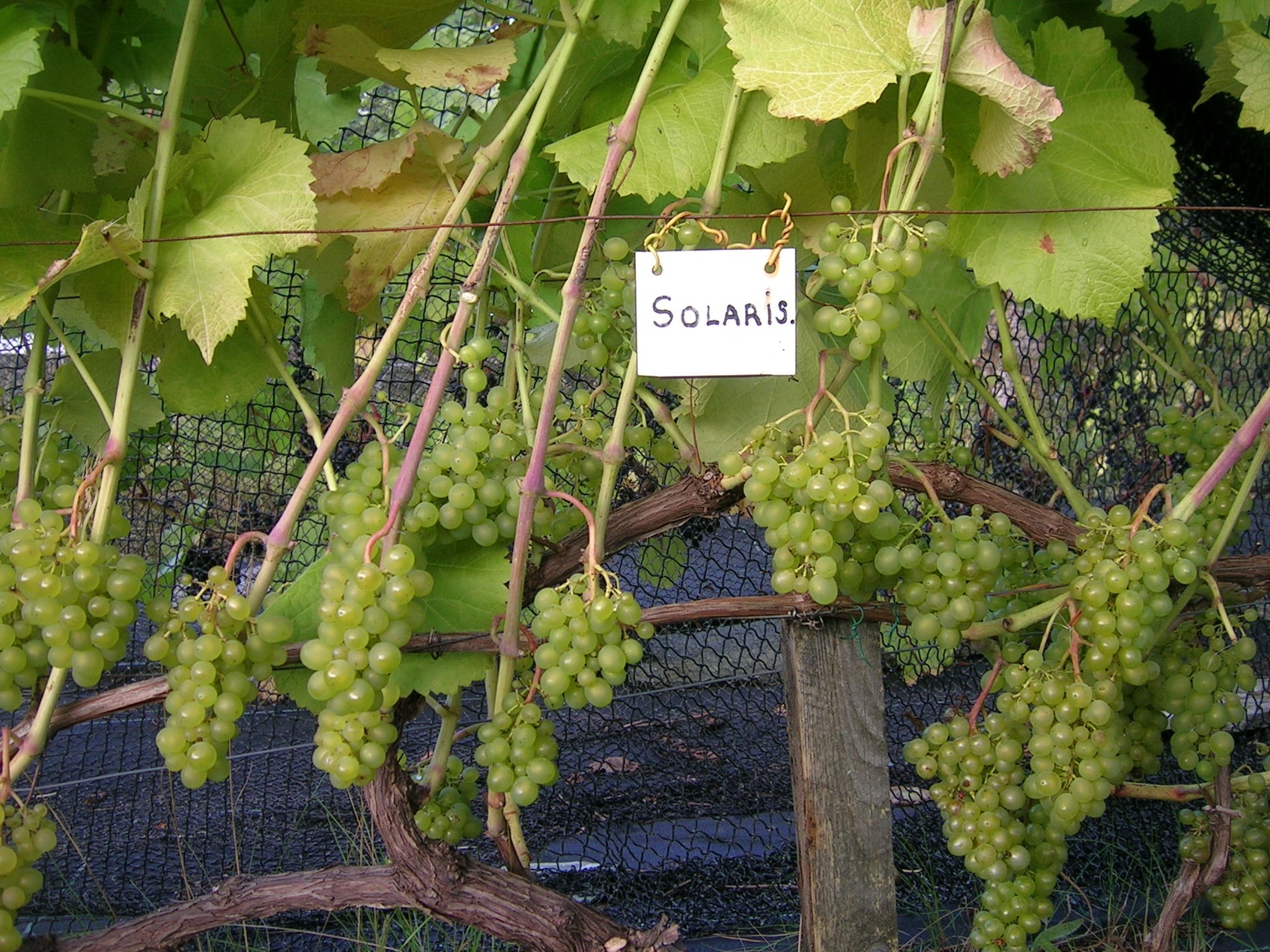 Solaris – grønne klaser med håndskrevet "SOLARIS"-etikett (høyoppløselig arkivmaster fra 2012)